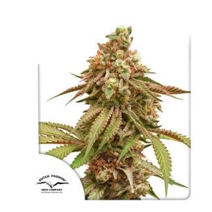 TROPICAL TANGIE FEM...