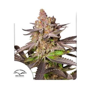 MELONADE RUNTZ FEM X3-DUTCH...