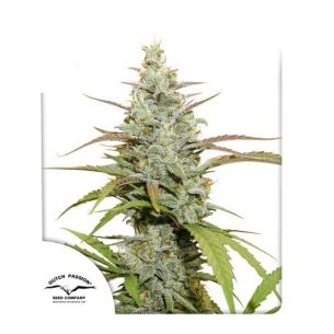 MOKUM'S TULIP FEM X3-DUTCH...