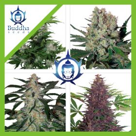 ASSORTED AUTO X10-BUDDHA SEEDS