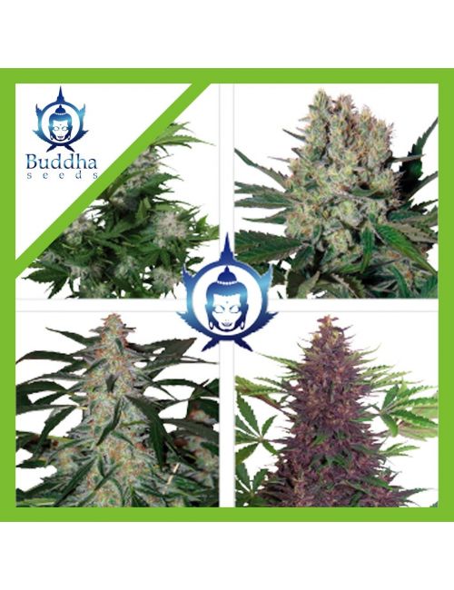 ASSORTED AUTO X10-BUDDHA SEEDS
