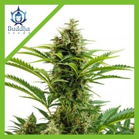 VESTA AUTO X3+1-BUDDHA SEEDS