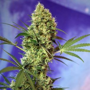 BIG DEVIL AUTO X5+2-SWEET...