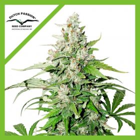 CINDERELLA JACK  AUTO...