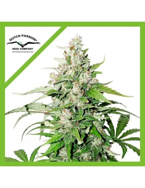 CINDERELLA JACK  AUTO X3-DUTCH PASSION