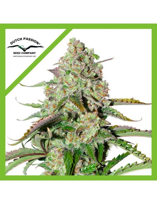 COLORADO COOKIES  AUTO X3-DUTCH PASSION