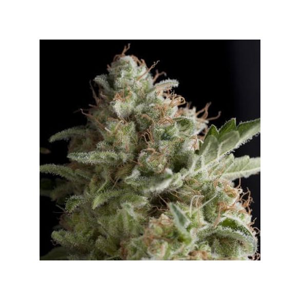 AMERICAN PIE FEM X5+2-PYRAMID SEEDS
