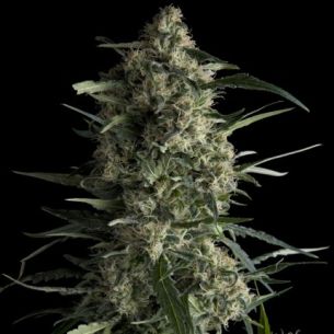 GALAXY  FEM X5+2-PYRAMID SEEDS