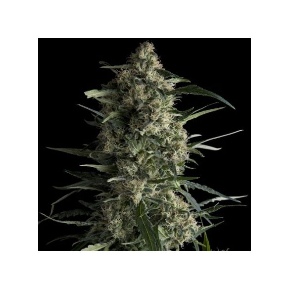 GALAXY  FEM X5+2-PYRAMID SEEDS