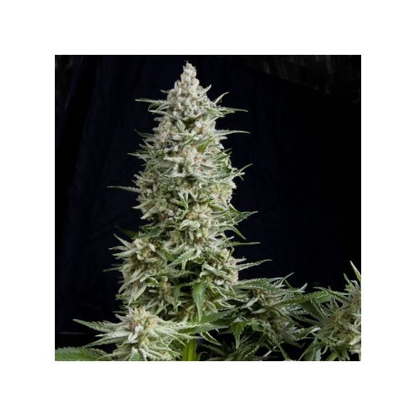 AMNESIA GOLD  FEM X5+2-PYRAMID SEEDS