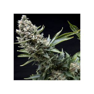 NEW YORK CITY  FEM...