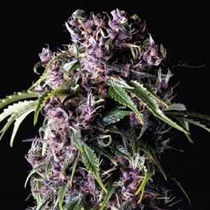 PURPLE  FEM X5+2-PYRAMID SEEDS