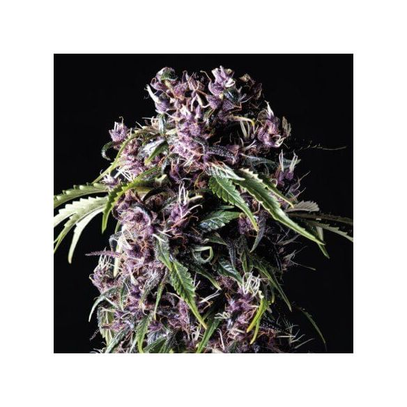 PURPLE  FEM X5+2-PYRAMID SEEDS