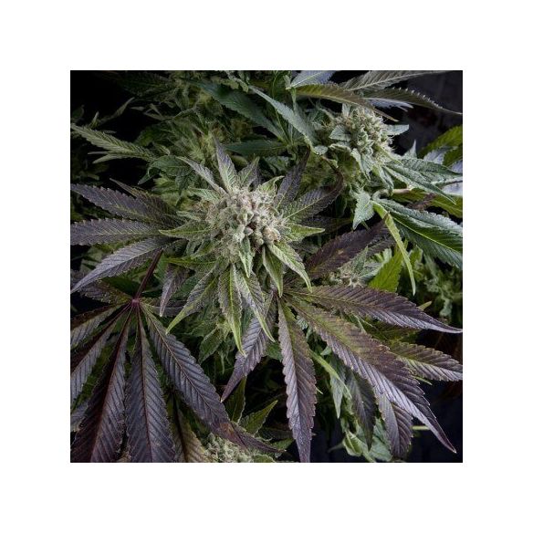 BLUE PYRAMID  FEM X5+2-PYRAMID SEEDS