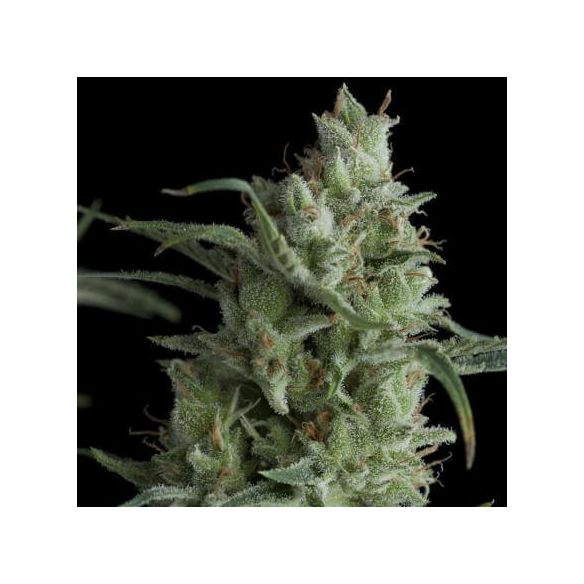 KRYPTONITE  FEM X5+2-PYRAMID SEEDS