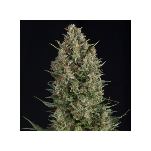 WEMBLEY  FEM X5+2-PYRAMID SEEDS