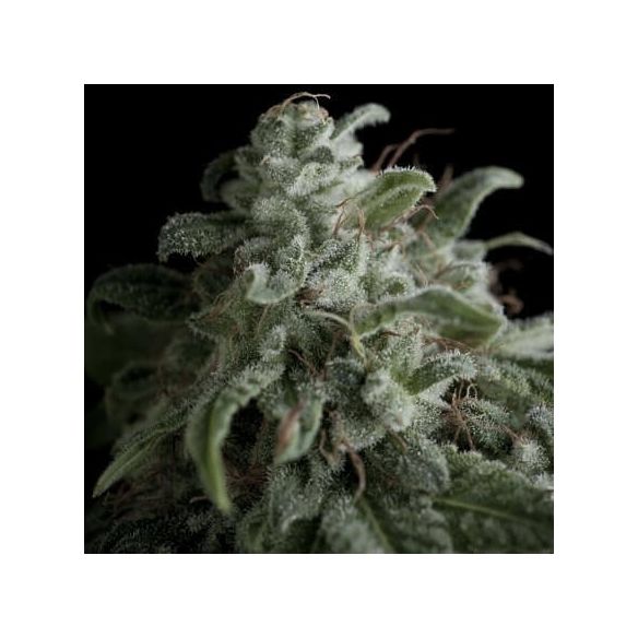 NEFERTITI  FEM X5+2-PYRAMID SEEDS