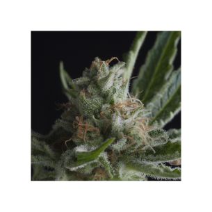 SHARK  FEM X5+2-PYRAMID SEEDS