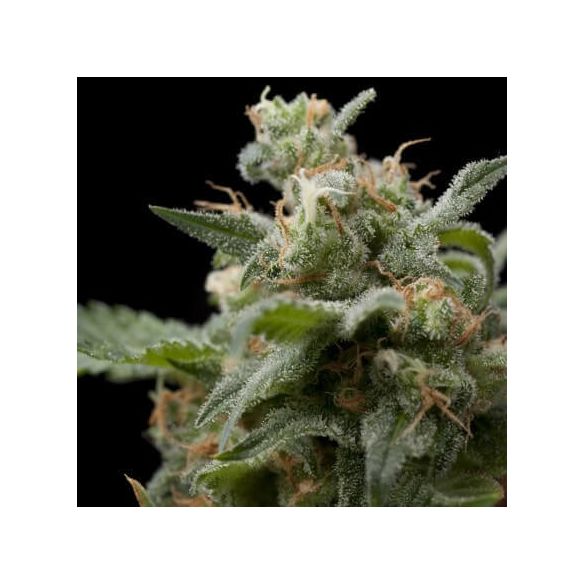 SUPER HASH  FEM X5+2-PYRAMID SEEDS