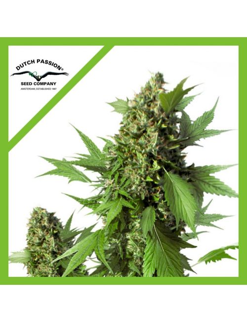 DUCK AUTO X3-DUTCH PASSION