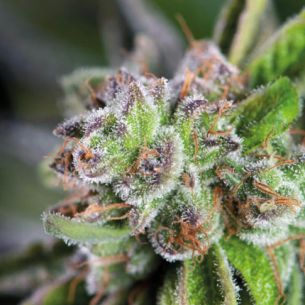 WATERMELON ZKITTLE  FEM...