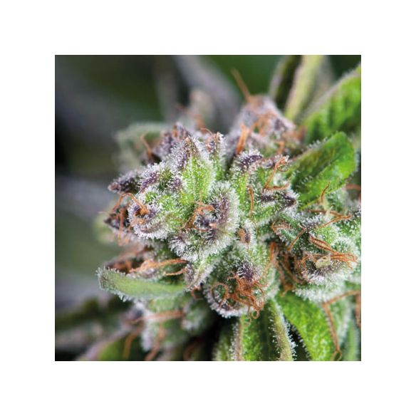 WATERMELON ZKITTLE  FEM X5+2-PYRAMID SEEDS