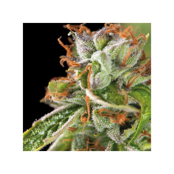 DOUBLE OG HAZE  FEM X5+2-PYRAMID SEEDS