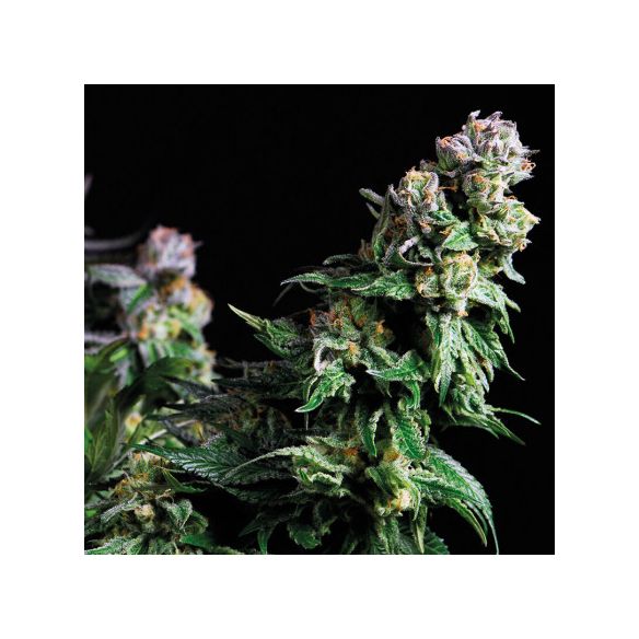 PURPLE URKLE  FEM X5+2-PYRAMID SEEDS