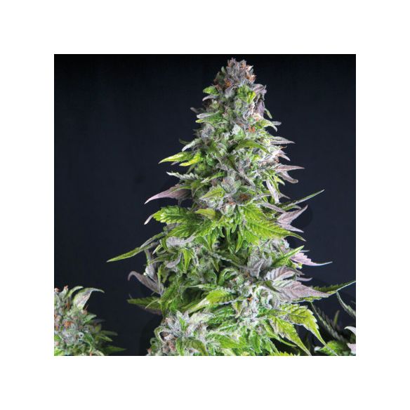 ROMULAN  FEM X5+2-PYRAMID SEEDS