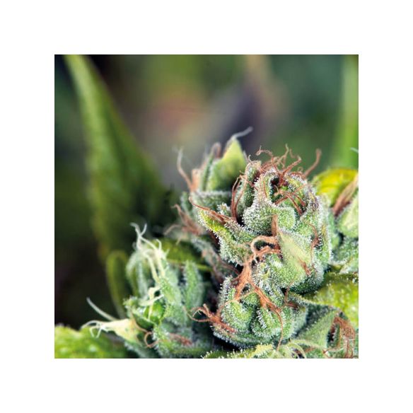 TAHOE CURE  FEM X5+2-PYRAMID SEEDS