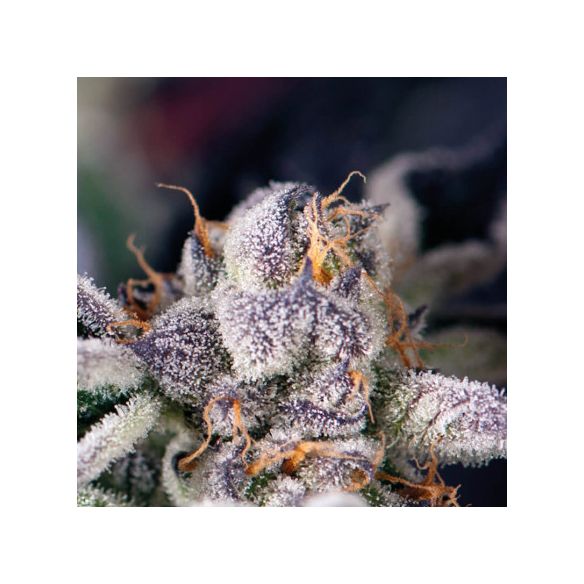 COOKIES USA  FEM X5+2-PYRAMID SEEDS