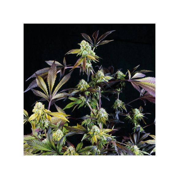 SUNSET SHERBET  FEM X5+2-PYRAMID SEEDS