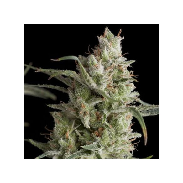 SUPER OG KUSH  FEM X5+2-PYRAMID SEEDS