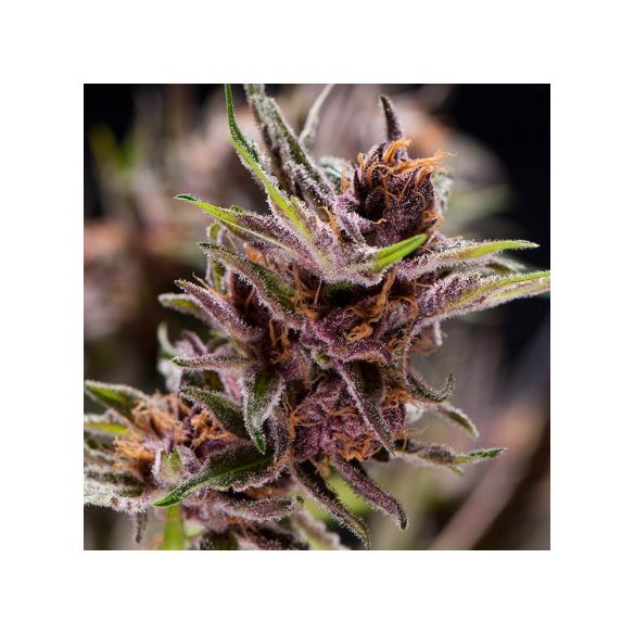 BLACK CHERRY PUNCH  FEM X5+2-PYRAMID SEEDS