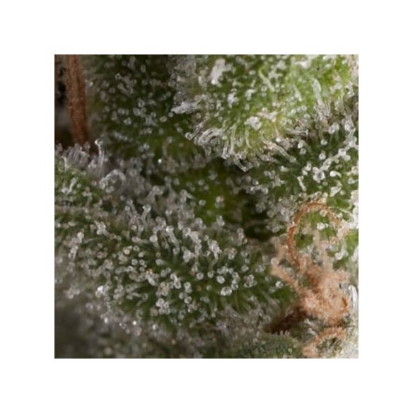 FRESH CANDY AUTO X5+2 -PYRAMID SEEDS