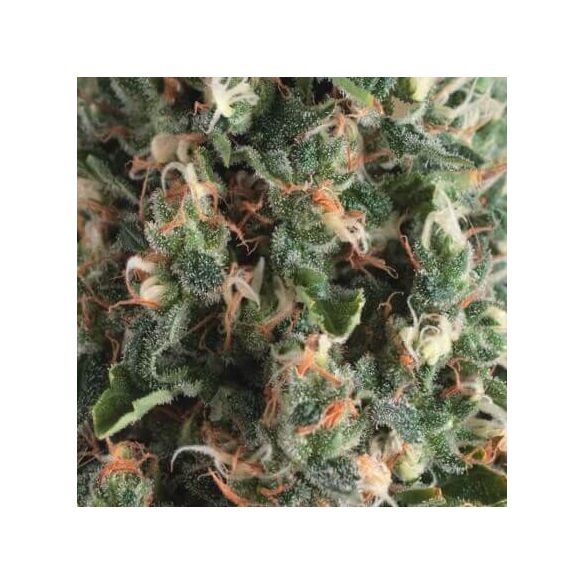 SUPER OG KUSH AUTO X5+2 -PYRAMID SEEDS