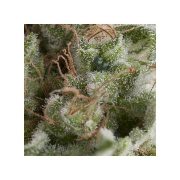 AMERICAN PIE AUTO X5+2 -PYRAMID SEEDS