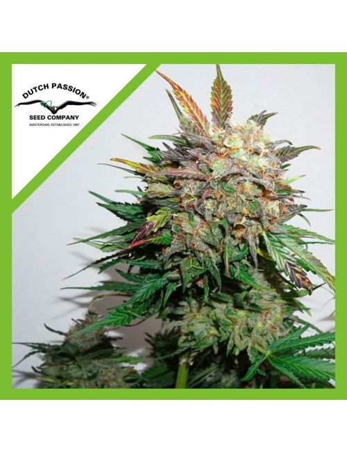 GLUEBERRY OG  AUTO X3-DUTCH PASSION