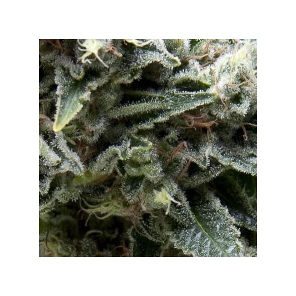 NEW YORK CITY AUTO X5+2 -PYRAMID SEEDS