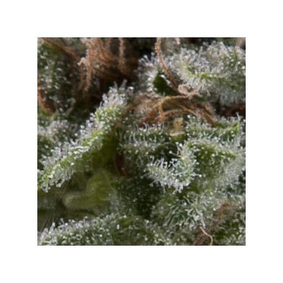 LENNON AUTO X5+2 -PYRAMID SEEDS