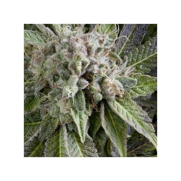 BLUE PYRAMID AUTO X5+2 -PYRAMID SEEDS