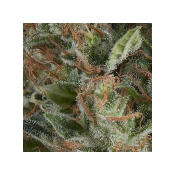 WEMBLEY AUTO X5+2 -PYRAMID SEEDS