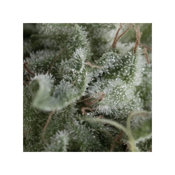 NEFERTITI AUTO X5+2 -PYRAMID SEEDS