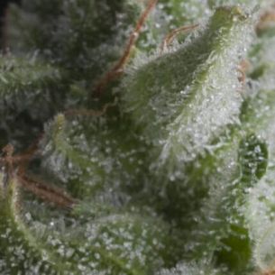 SHARK  AUTO X5+2 -PYRAMID...