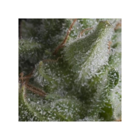 SHARK  AUTO X5+2 -PYRAMID SEEDS