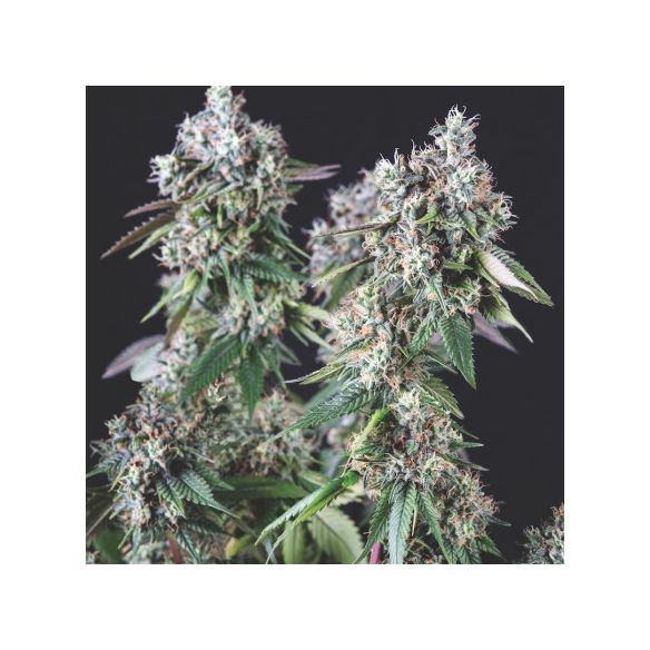 MENDOCINO PURPLE KUSH FEM X3+1-PYRAMID SEEDS