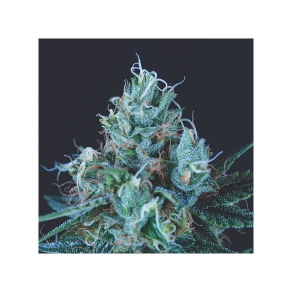 ICE CREAM FEM X3+1-PYRAMID SEEDS