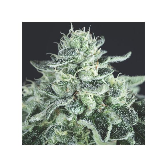 GELATO FEM X3+1-PYRAMID SEEDS