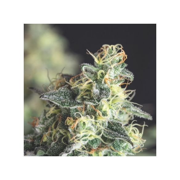 LEMON LARRY OG FEM X3+1-PYRAMID SEEDS