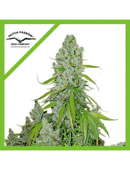 ULTIMATE AUTO X3-DUTCH PASSION